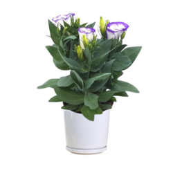 Eustoma Russellianum 'Bolero Blue Rim'